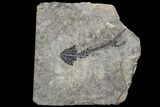 Discosauriscus (Early Permian Reptiliomorph) - Czech Republic #106344-3